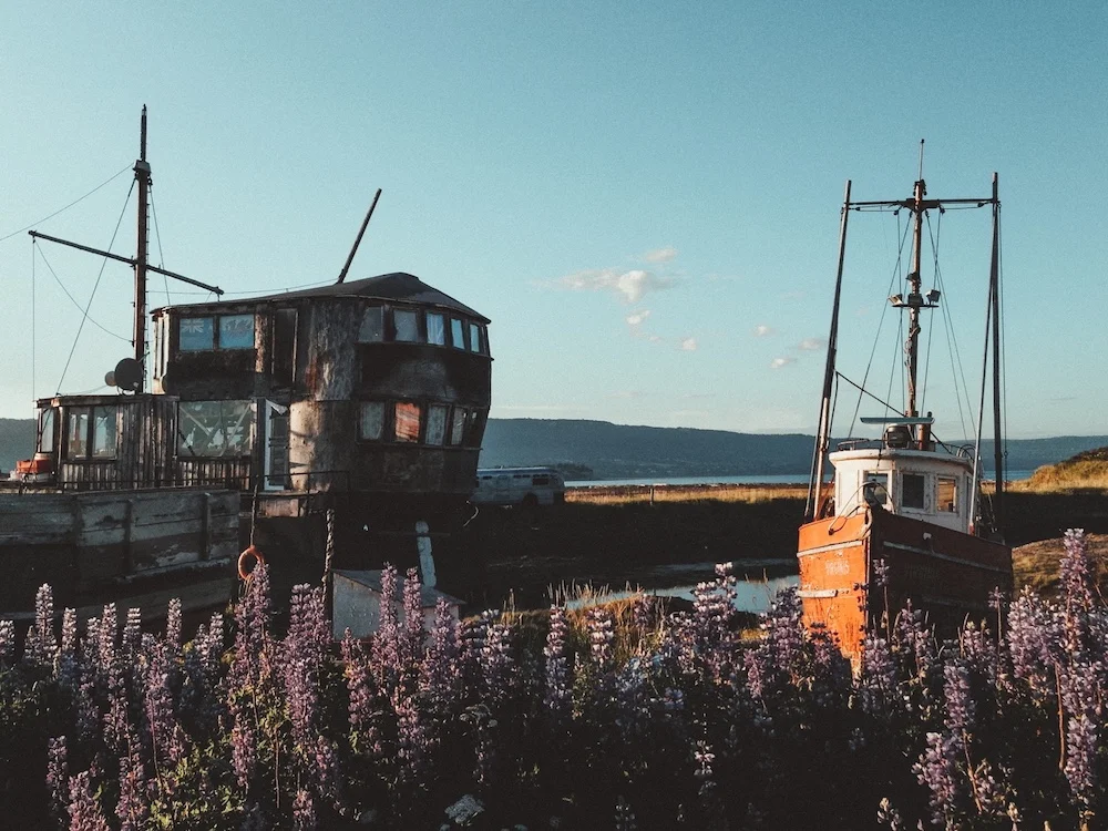 Fishing boat on lupin flowers at dawn